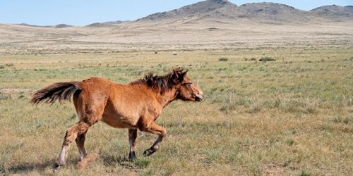 mongolia-wild-horses