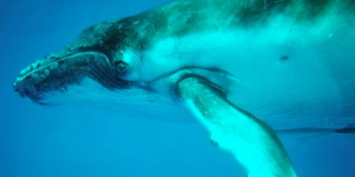 tonga-whale-underwater