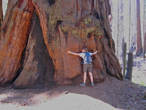 Sequoia Redwood