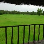 Rice paddies at Gecko Villa