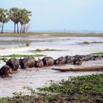 Water buffalo