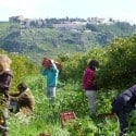 WWOOFing in Sicily