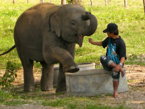 Elephant Sanctuary – Chiang Mai, Tailandia