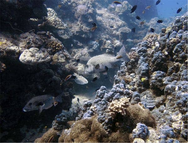 Cairns Australia Immersioni sulla Grande barriera corallina