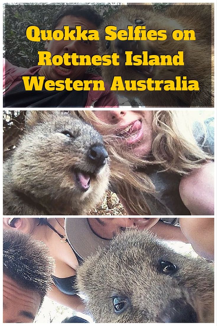 Selfie Quokka sull'isola di Rottnest - Australia occidentale