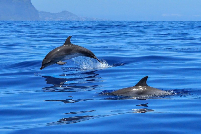 Delfini a Exmouth - Australia occidentale