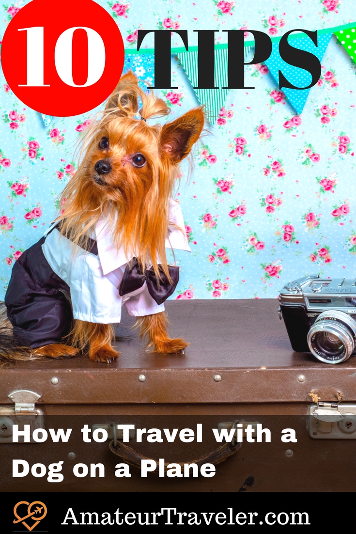 10 consigli su come viaggiare con un cane su un aereo