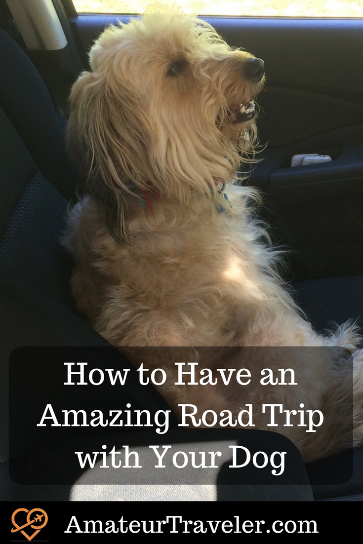Come fare un fantastico viaggio su strada con il tuo cane
