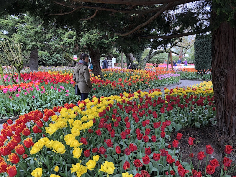 Skagit Valley e il Festival dei tulipani
