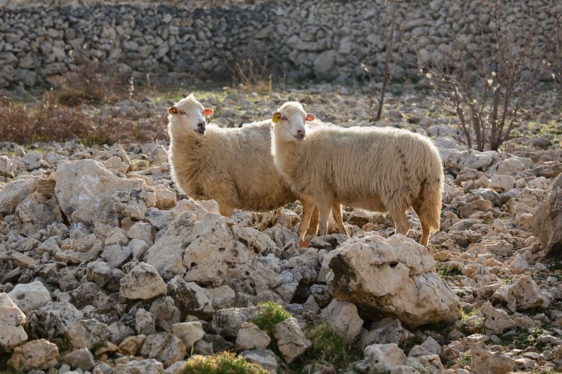 Pecore - Isola di Pag - Croazia