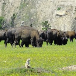 North Dakota and Theodore Roosevelt National Park