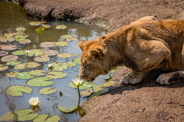 Proyecto de conservación del león, Zimbabwe