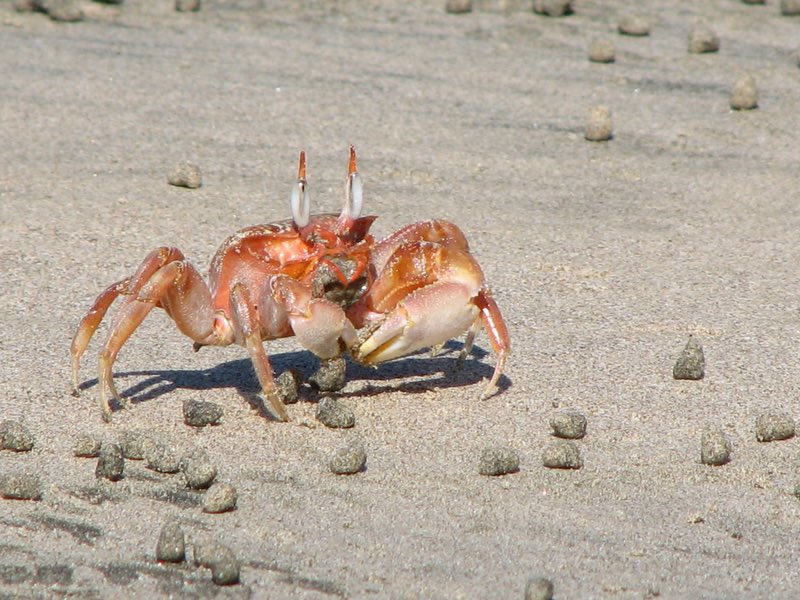 cangrejos en la playa