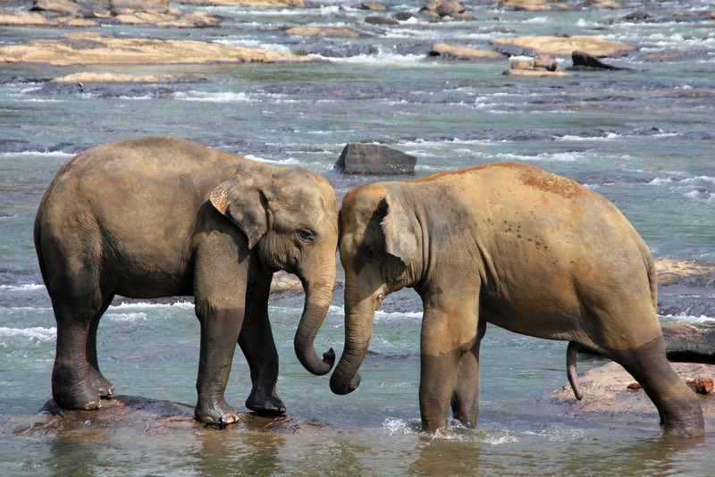 Elefanti - Sri Lanka