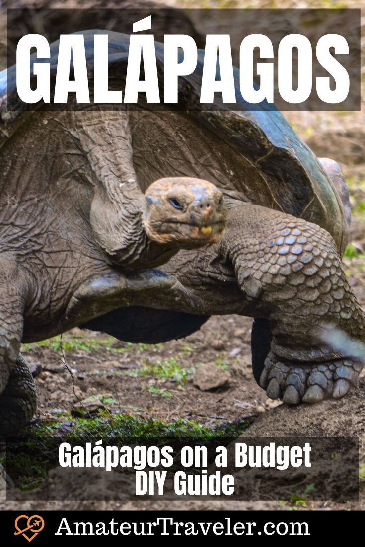 Galápagos con un budget - Guida fai da te | Cosa fare alle Galapagos | Dove andare nelle Galapagos #travel #trip #vacation #galapagos #budget 