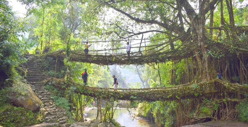 Double Root Bridge Cherrapunjee