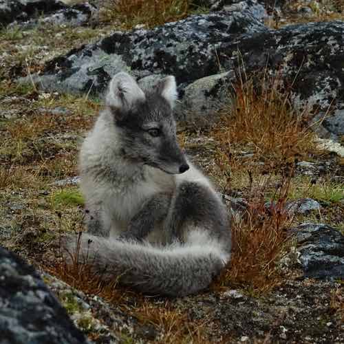 Experience Svalbard Wildlife: An Adventurer’s Guide