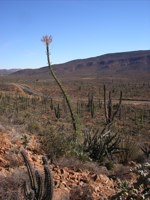 Travel to Baja California – Episode 103